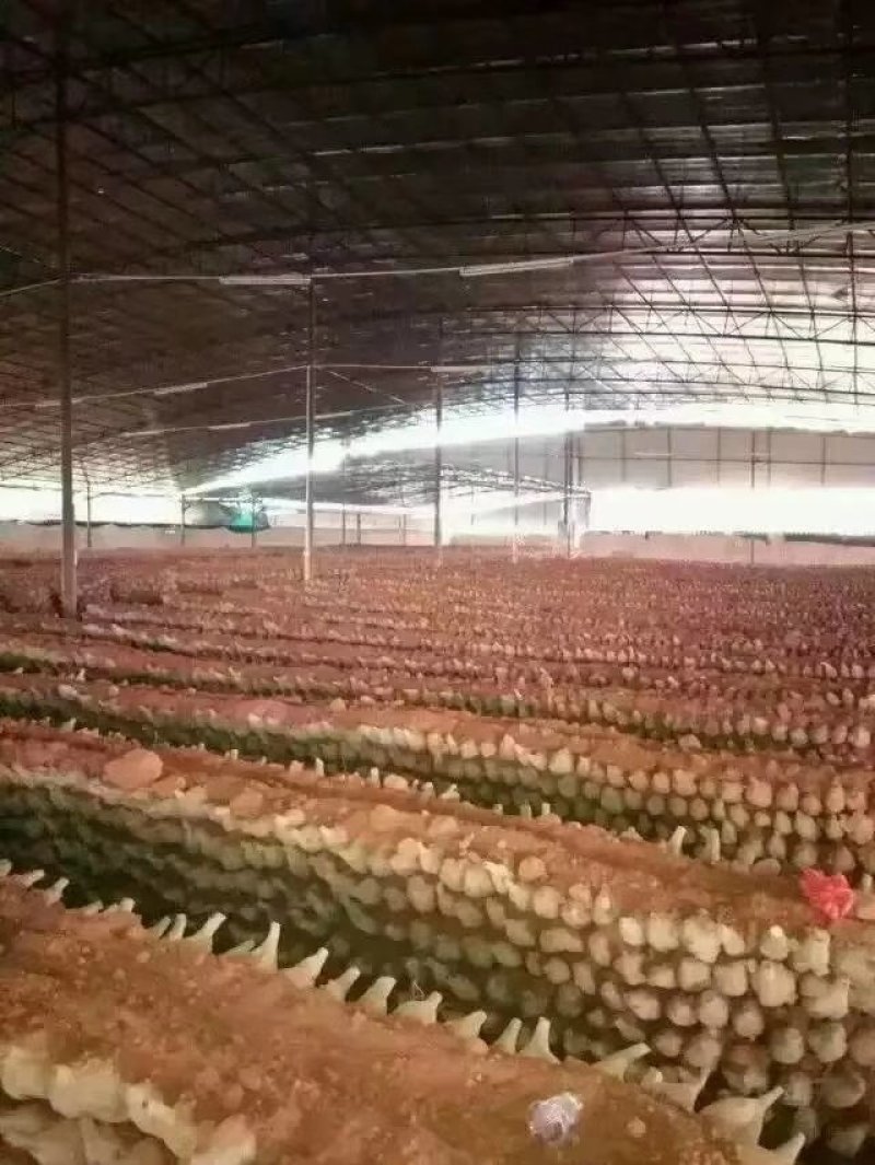葛根种苗
