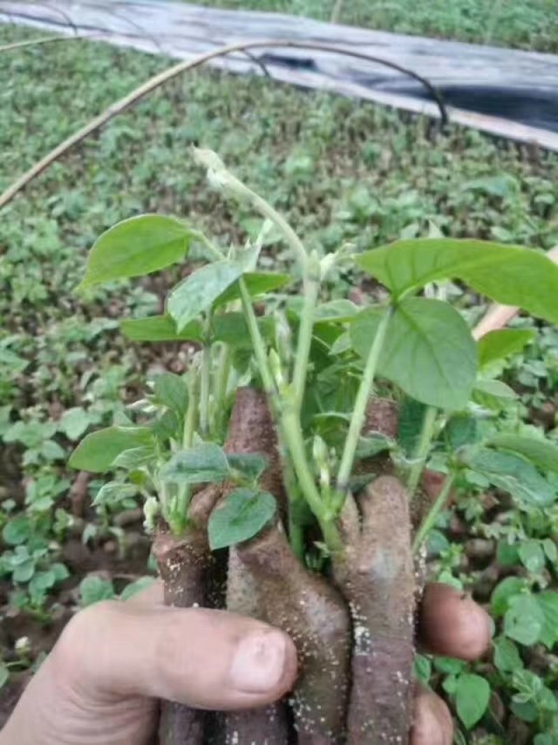葛根种苗