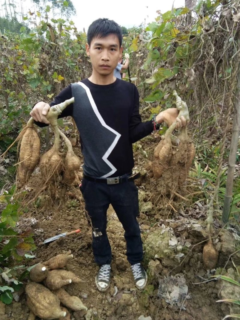 葛根种苗
