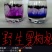 黑枸杞