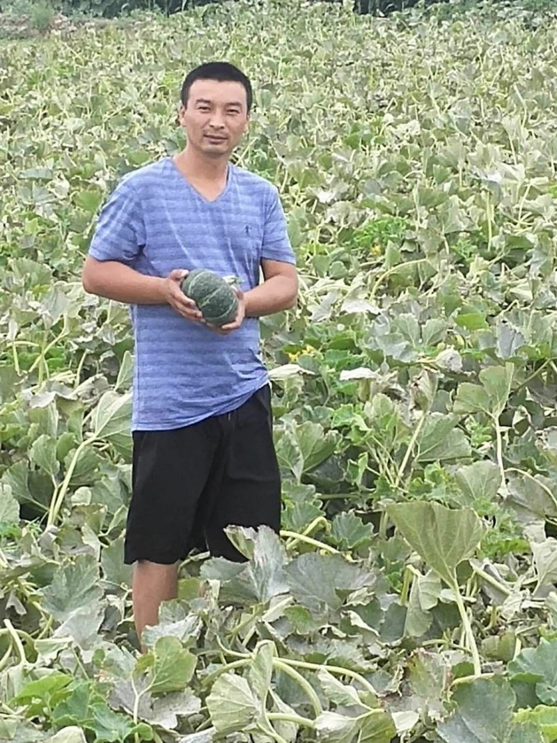 贝贝南瓜板栗南瓜10斤包邮