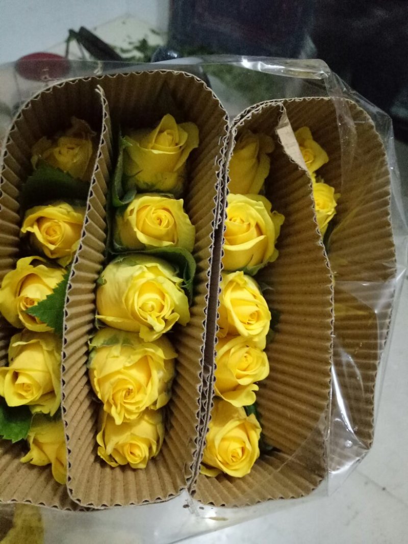 红玫瑰