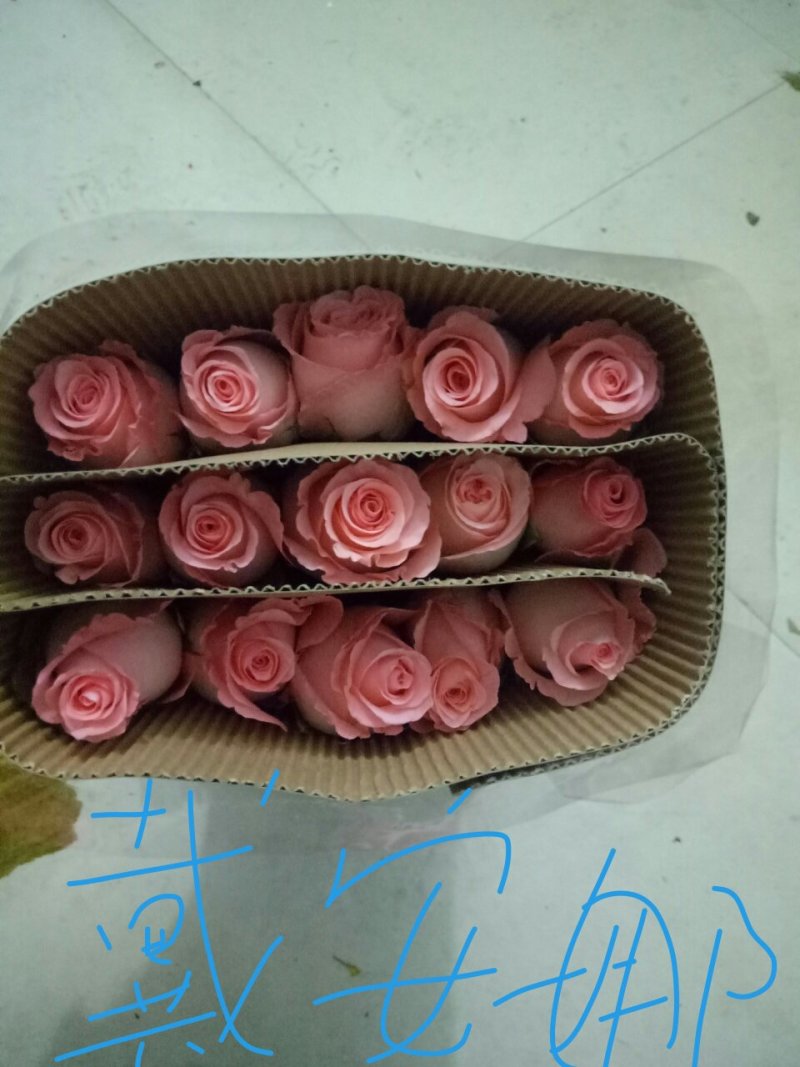 红玫瑰