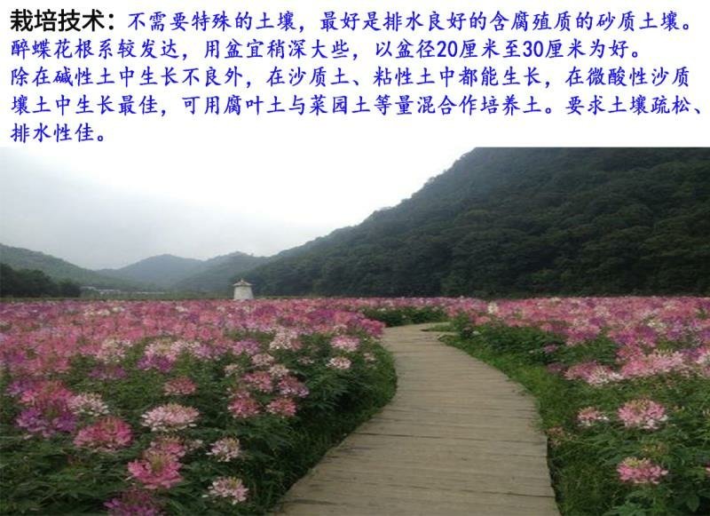 醉蝶花种子混色发芽快花期6-9月6斤/亩