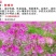 醉蝶花种子混色发芽快花期6-9月6斤/亩