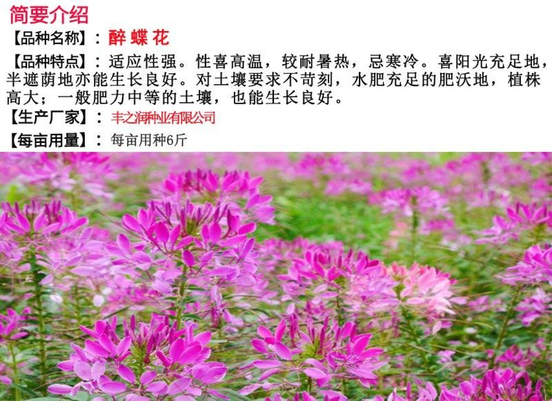 醉蝶花种子混色发芽快花期6-9月6斤/亩
