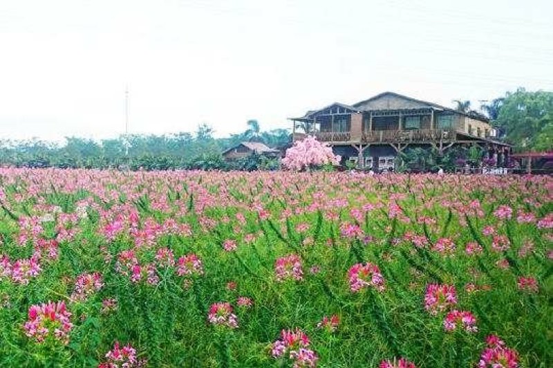 醉蝶花种子混色发芽快花期6-9月6斤/亩
