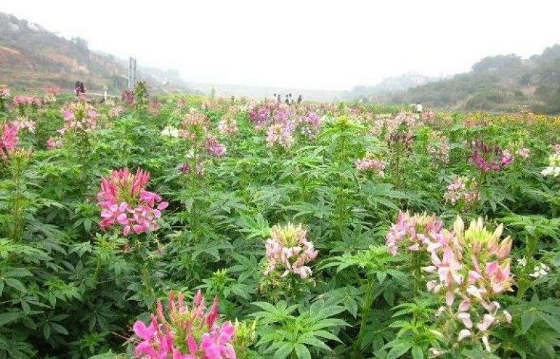 醉蝶花种子混色发芽快花期6-9月6斤/亩