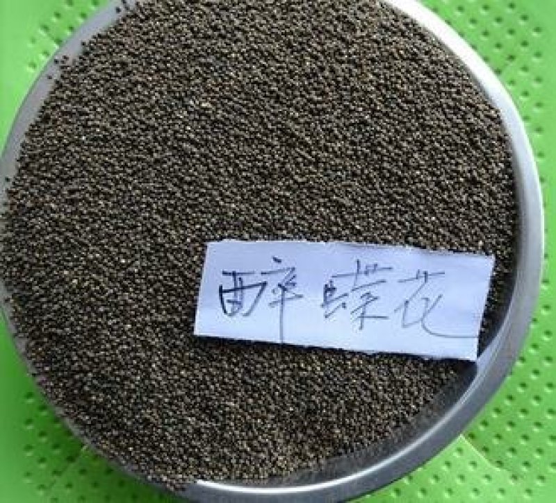 醉蝶花种子混色发芽快花期6-9月6斤/亩