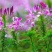 醉蝶花种子混色发芽快花期6-9月6斤/亩