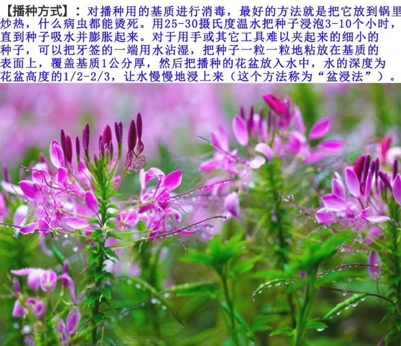 醉蝶花种子混色发芽快花期6-9月6斤/亩
