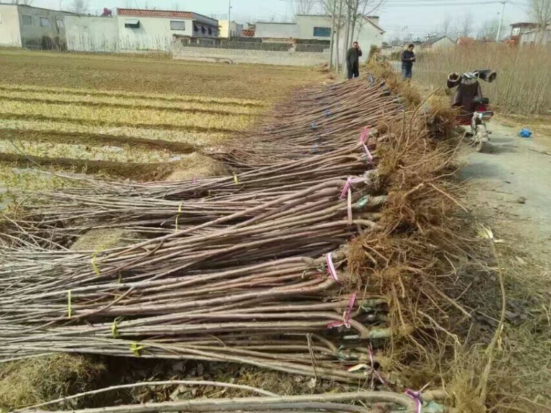 樱桃苗车厘子樱桃美早齐早黄蜜俄罗斯8号樱桃苗正品签约包邮