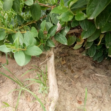 金银花苗自己种植面积大产量高保证当天起苗，及时发货