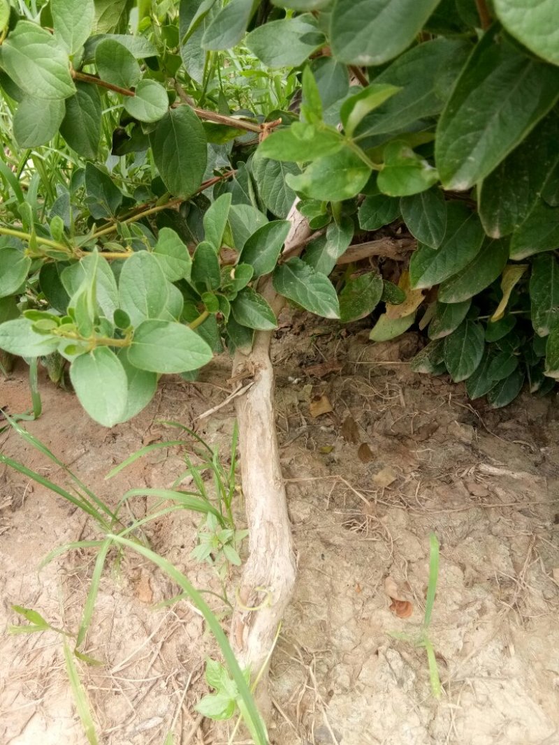 金银花苗自己种植面积大产量高保证当天起苗，及时发货