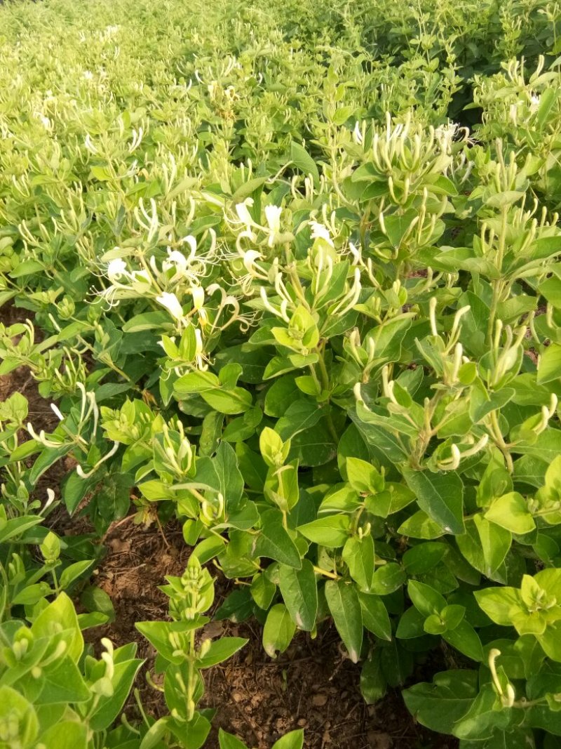 金银花苗自己种植面积大产量高保证当天起苗，及时发货