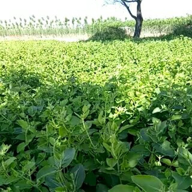 金银花苗自己种植面积大产量高保证当天起苗，及时发货
