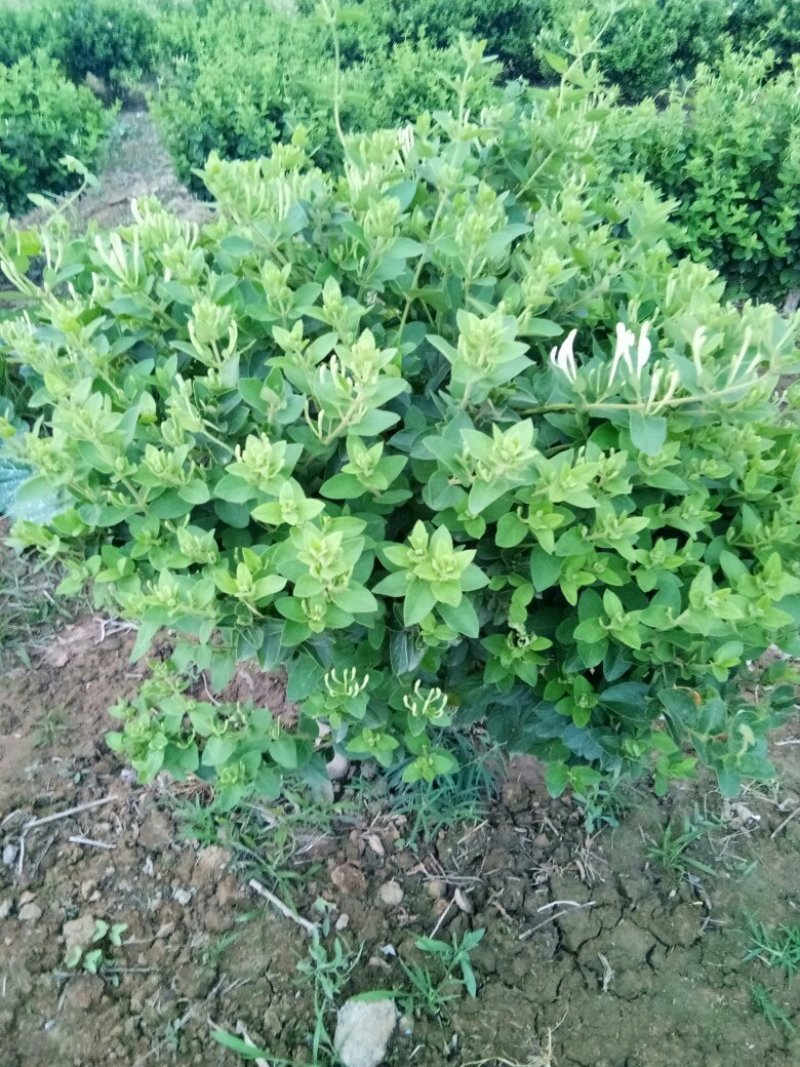 金银花苗自己种植面积大产量高保证当天起苗，及时发货