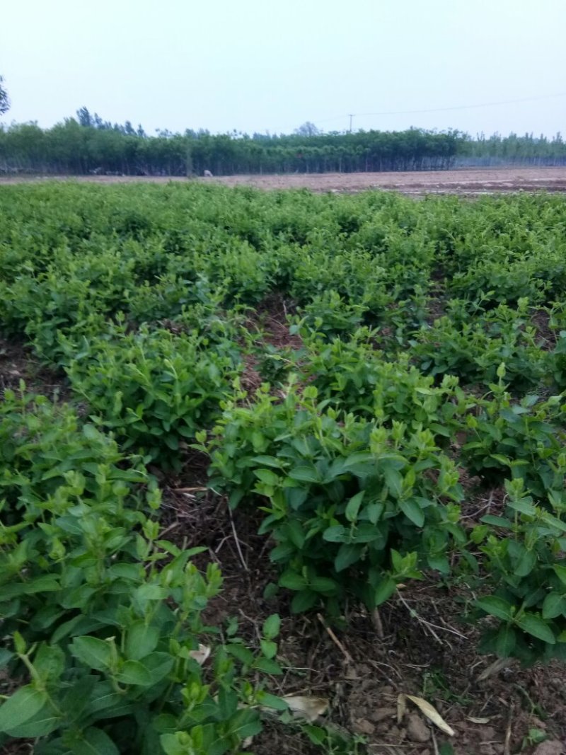金银花苗自己种植面积大产量高保证当天起苗，及时发货