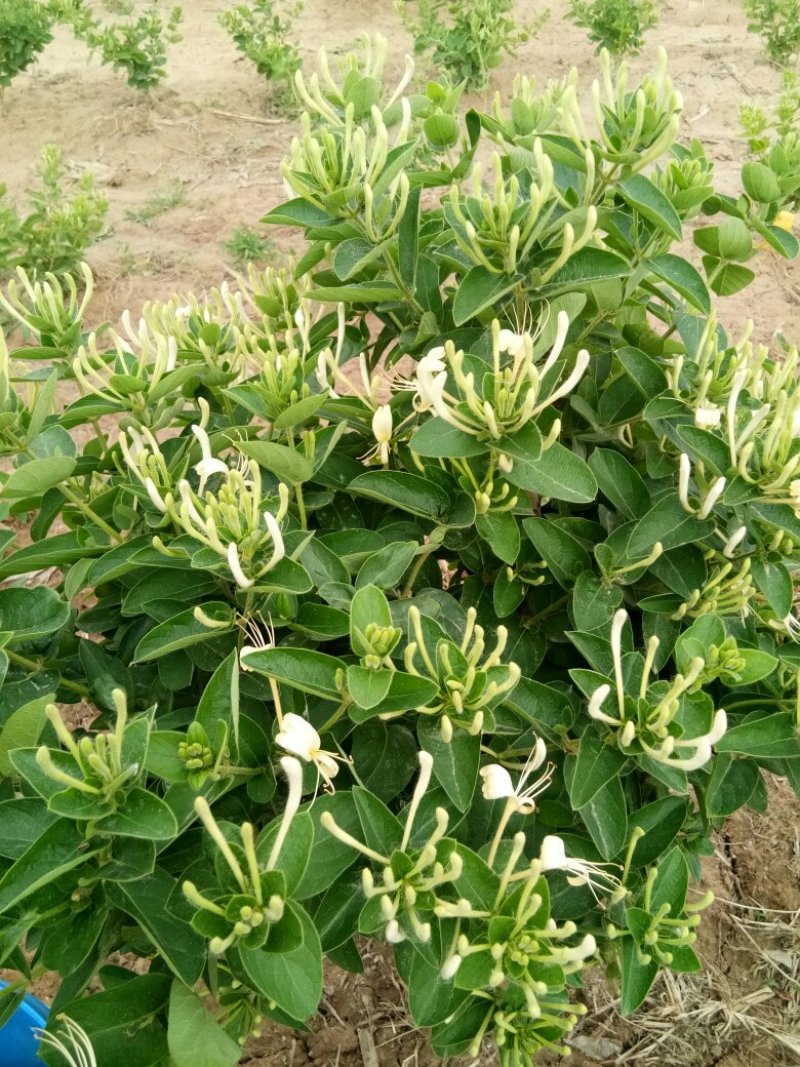 金银花苗自己种植面积大产量高保证当天起苗，及时发货
