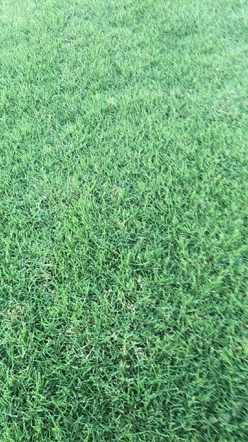 精品草坪