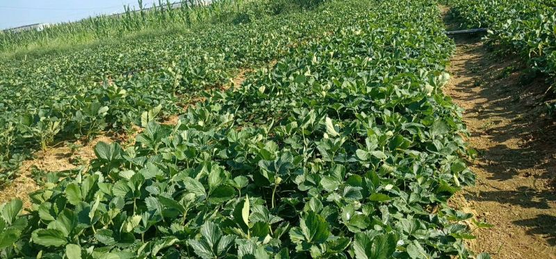 批发红颜草莓苗章姬隋珠甜查理等