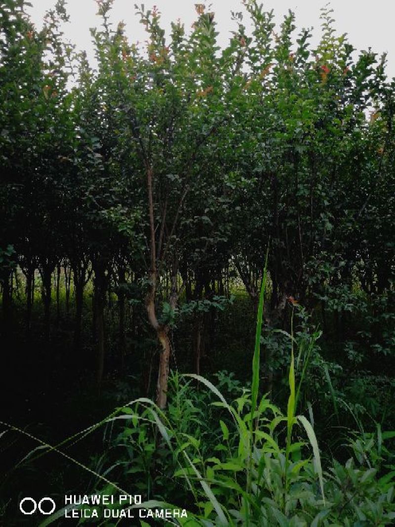 地径4-15公分紫薇
