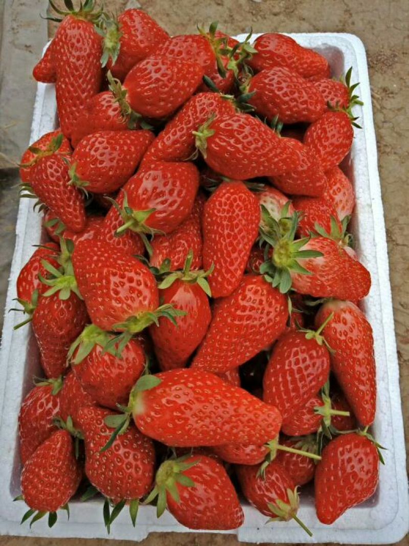 基地批发牛奶草莓苗红颜草莓苗现挖现卖成活率高