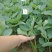 基地批发牛奶草莓苗红颜草莓苗现挖现卖成活率高