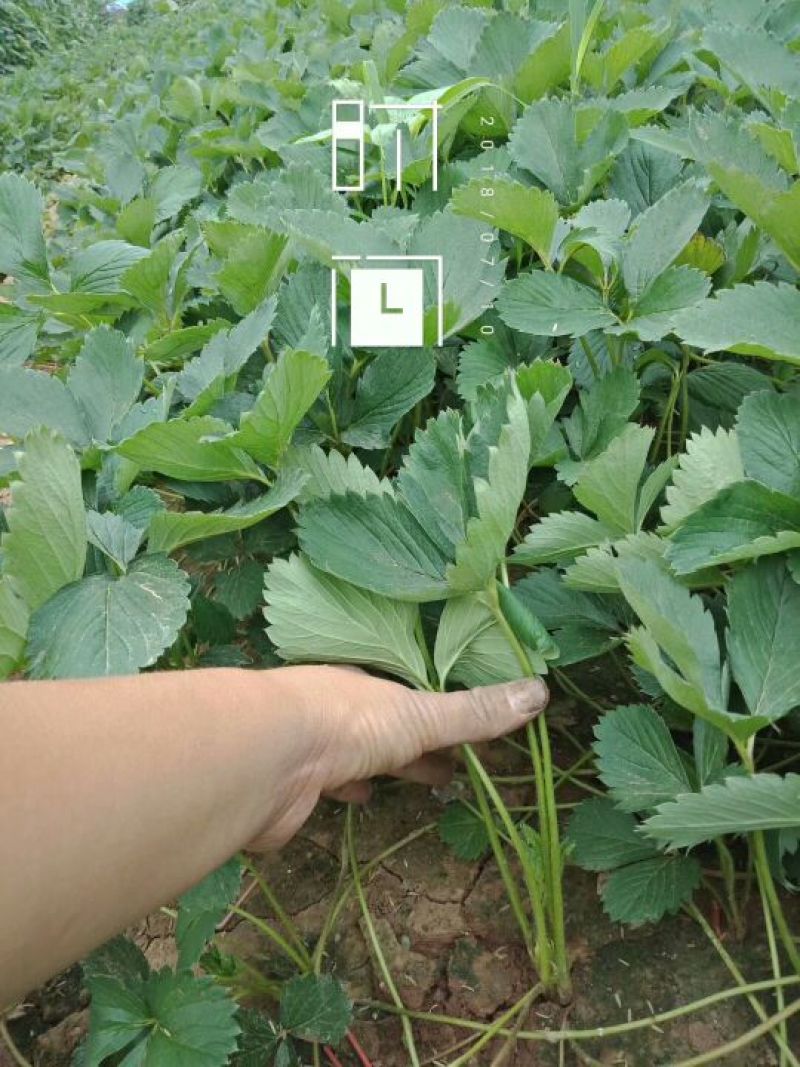 基地批发牛奶草莓苗红颜草莓苗现挖现卖成活率高