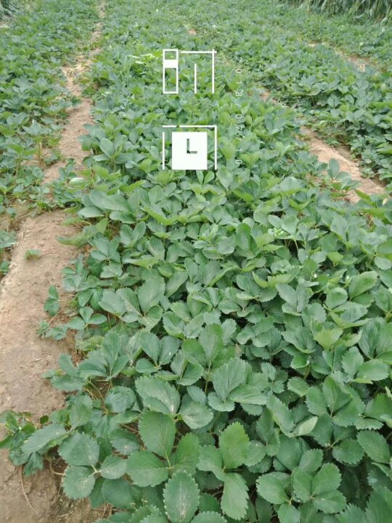 基地批发牛奶草莓苗红颜草莓苗现挖现卖成活率高