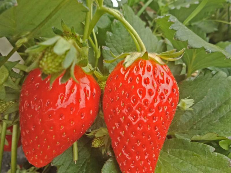 基地批发牛奶草莓苗红颜草莓苗现挖现卖成活率高