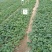 基地批发牛奶草莓苗红颜草莓苗现挖现卖成活率高