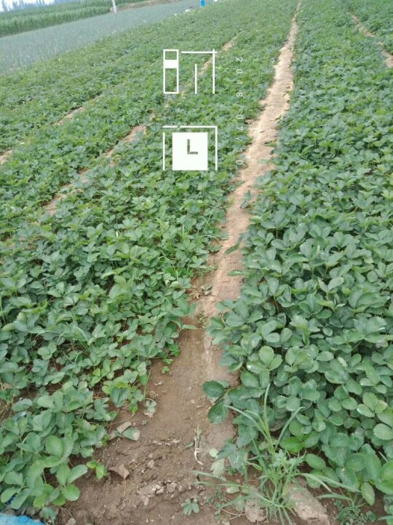 基地批发牛奶草莓苗红颜草莓苗现挖现卖成活率高