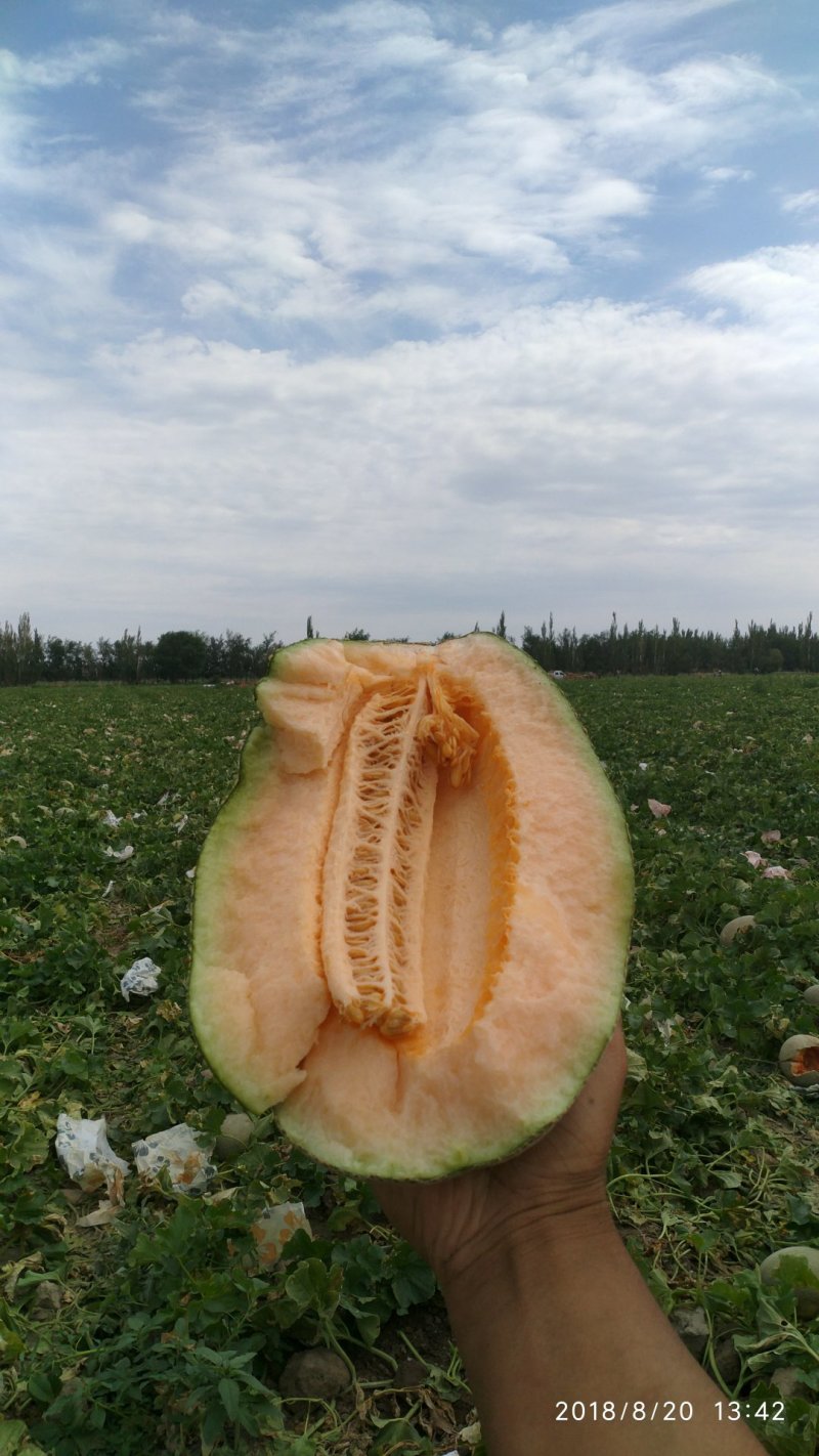 哈密瓜