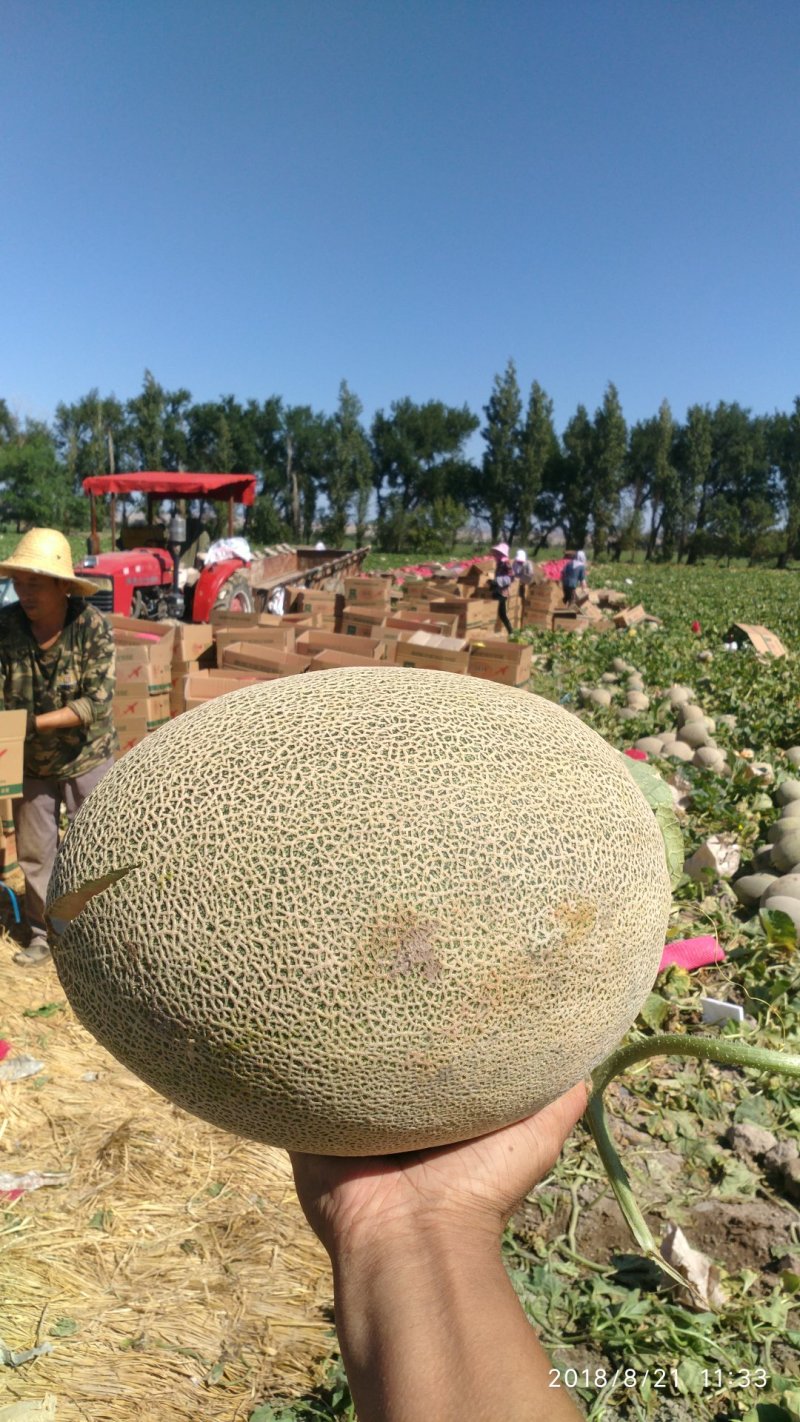 哈密瓜