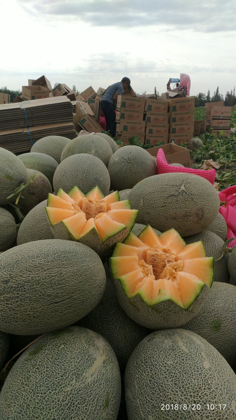 哈密瓜