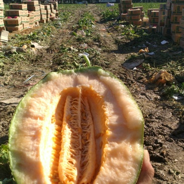 哈密瓜