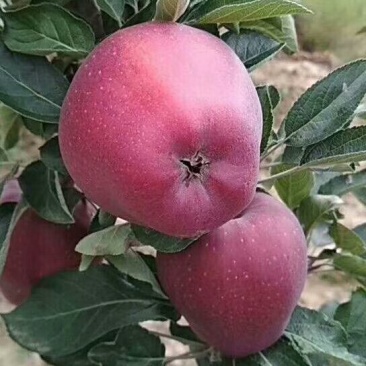花牛苹果优质基地货价格便宜,现以大量上市。