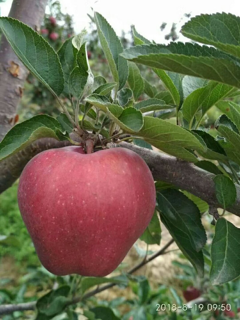 花牛苹果优质基地货价格便宜,现以大量上市。