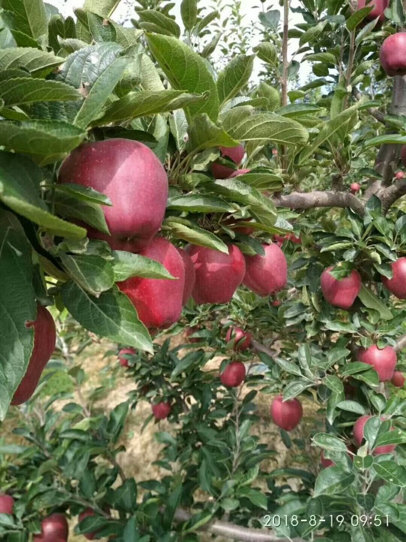 花牛苹果优质基地货价格便宜,现以大量上市。