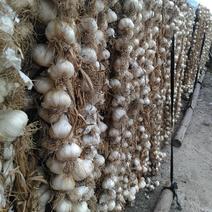 供应大量长春产白皮蒜种，用于育苗，育蒜秧子和食用加工