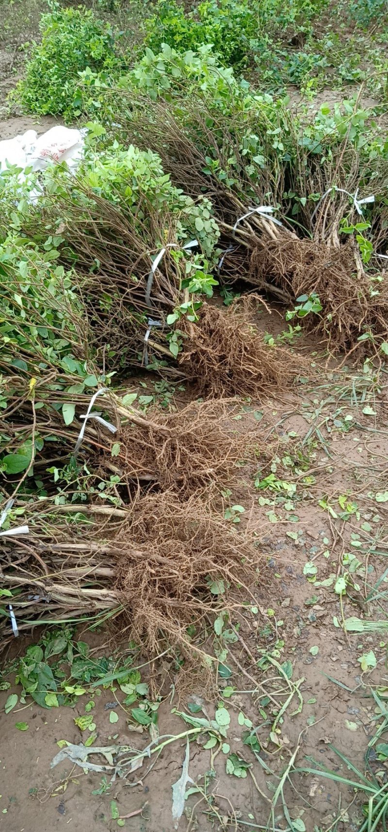 金银花苗