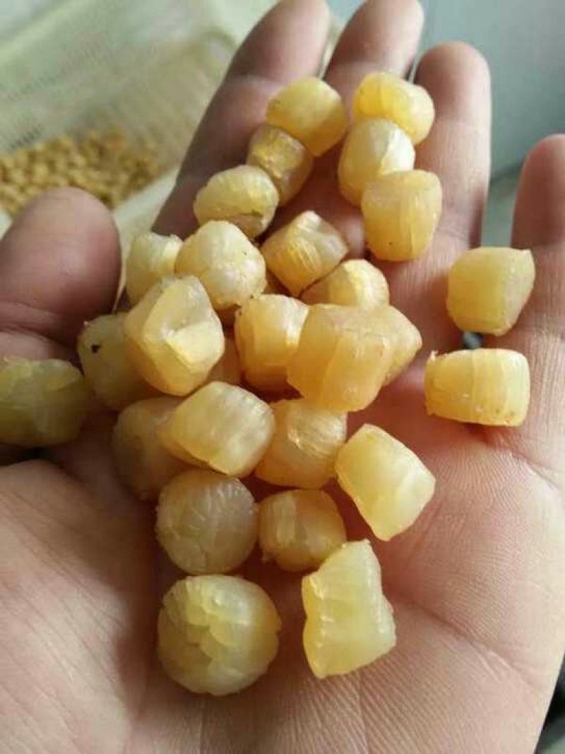 水产干货，元贝，大连元贝，大连干贝，干瑶柱