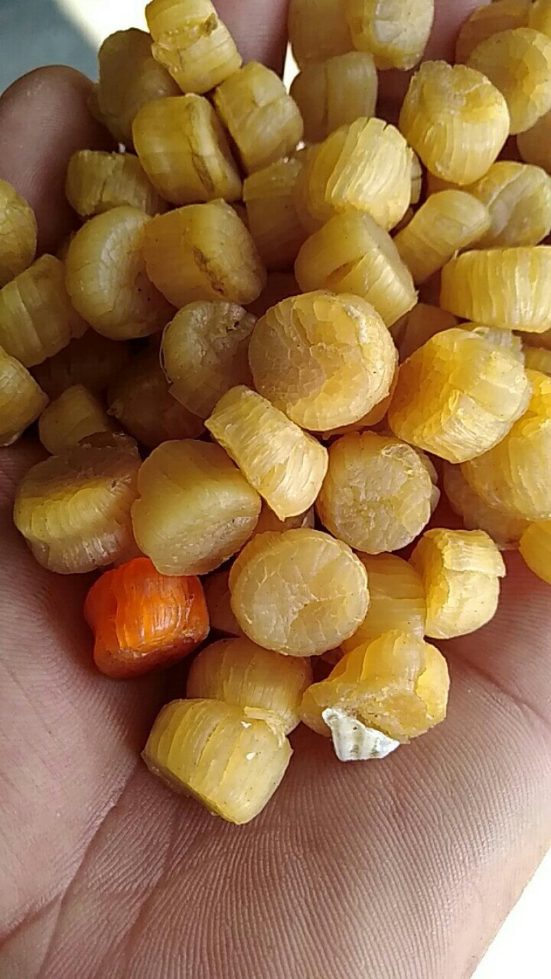 水产干货，元贝，大连元贝，大连干贝，干瑶柱