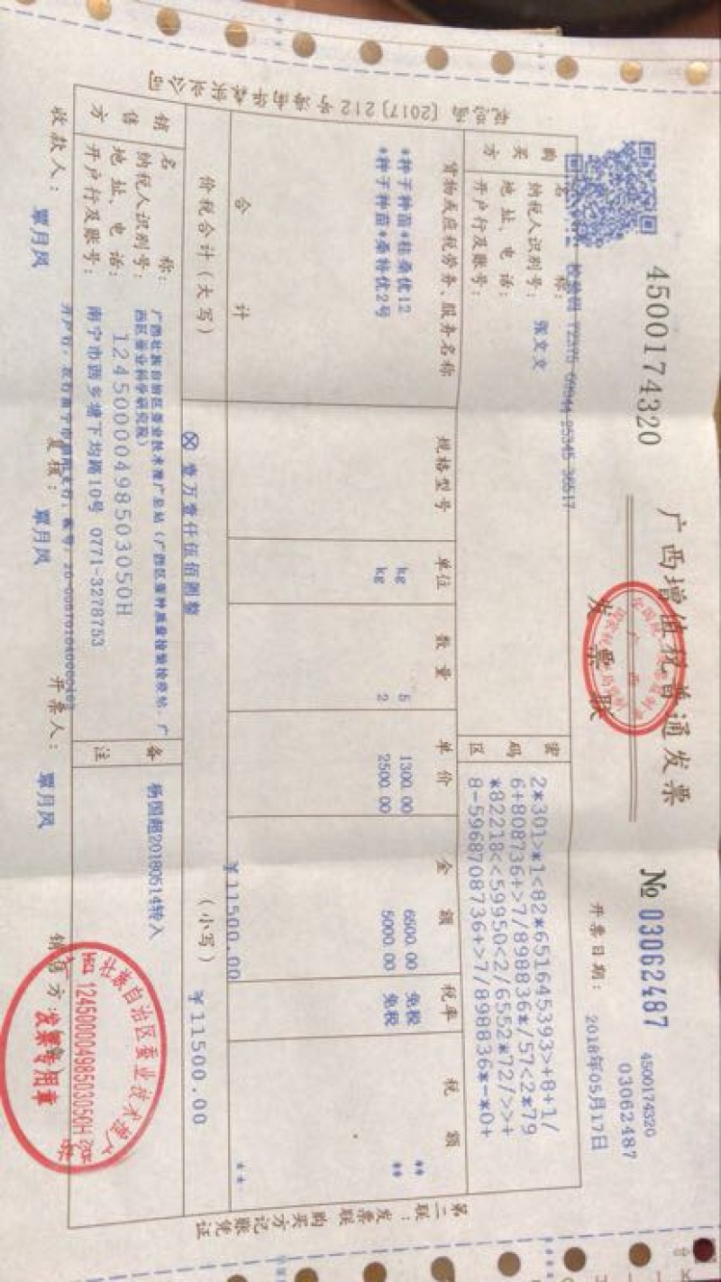 桑树苗30~40cm实生桑饲料蛋白桑杂交桑