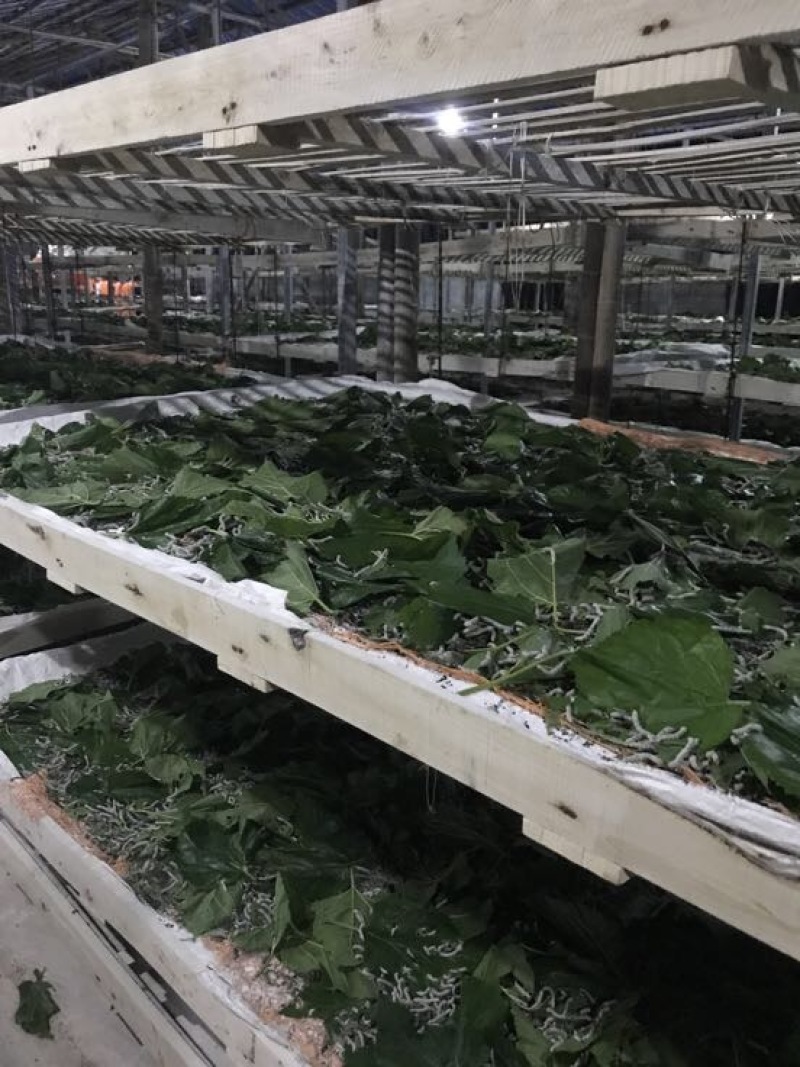 桑树苗30~40cm实生桑饲料蛋白桑杂交桑