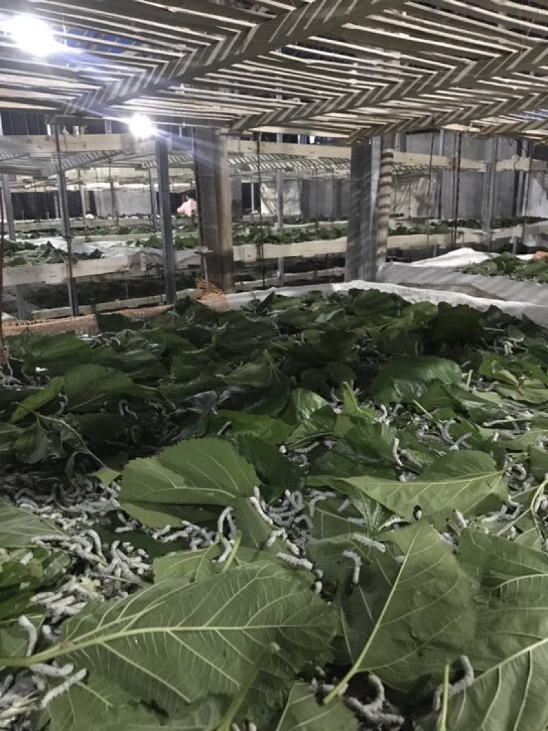 桑树苗30~40cm实生桑饲料蛋白桑杂交桑
