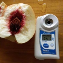秋彤桃70mm以上