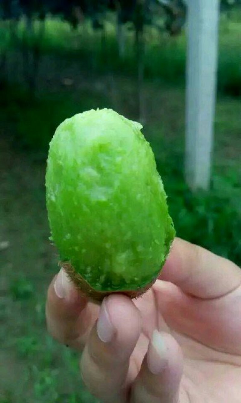 翠香猕猴桃周至鲜果包邮