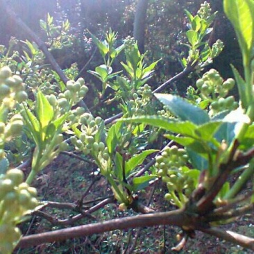 省沽油，又名珍珠花，当年苗。